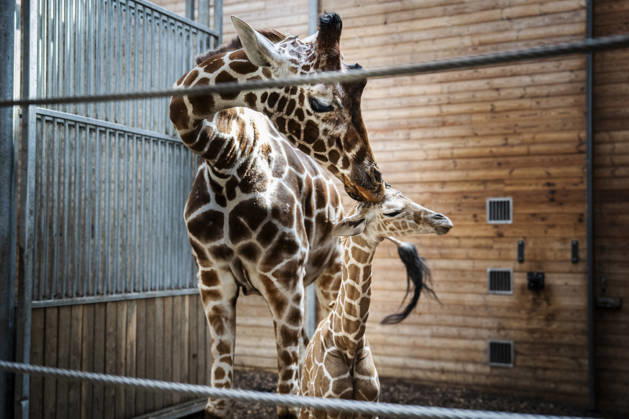 Giraffe calf born at Copenhagen Zoo Newborn giraffe calf in the stable with its mother at Copenhagen Zoo on Monday, June 22, 2026. The birth occurred on Monday, June 22 in the morning. A giraffe is pregnant for about 15 months and gives birth to one calf, which at birth is almost two meters tall and weighs 50-60 kilos. (Photo: Sebastian Elias Uth Ritzau Scanpix) , Denmark Copyright: SebastianxEliasxUthx spdk20260622-165929-L