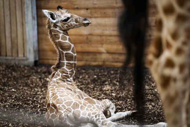 Giraffe calf born at Copenhagen Zoo Newborn giraffe calf in the stable with its mother at Copenhagen Zoo on Monday, June 22, 2026. The birth occurred on Monday, June 22 in the morning. A giraffe is pregnant for about 15 months and gives birth to one calf, which at birth is nearly two meters tall and weighs 50-60 kilograms. (Photo: Sebastian Elias Uth Ritzau Scanpix) , Denmark Copyright: SebastianxEliasxUthx spdk20260622-170031-L