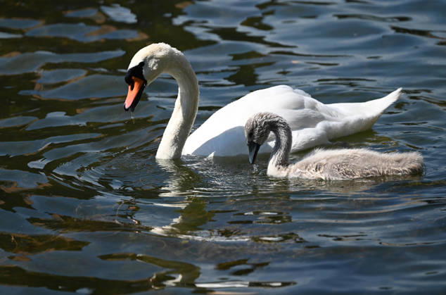 Ein Schwan schwimmt mit seinen Kueken, Schwanenfamilie, im Duisburger Innenhafen, in Duisburg am 22.06.2026,