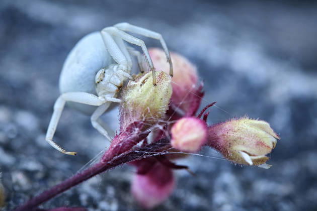 Veränderliche Krabbenspinne ( Misumena vatia ). Veränderliche Krabbenspinne ( Misumena vatia ). 20260624MIC0405