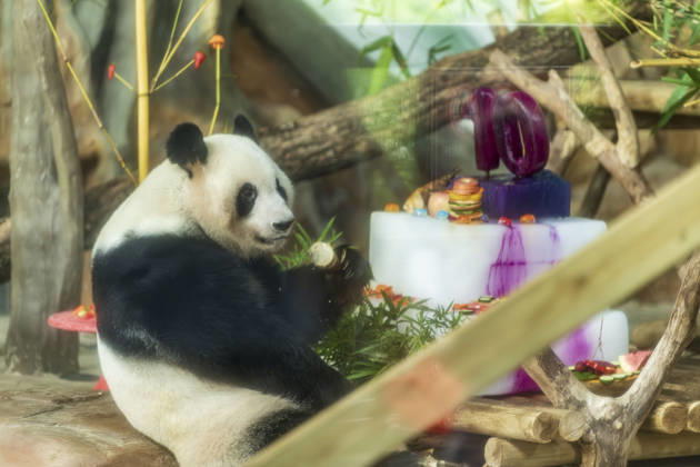 Nanning Zoo Giant Panda Birthday Giant panda Jilan at Nanning Zoo is celebrating its 10th birthday with a special panda birthday banquet on June 27, 2026 in Nanning, Guangxi Zhuang Autonomous Region, China. Nanning Guangxi China  Copyright: xCFOTOx i1782608462270