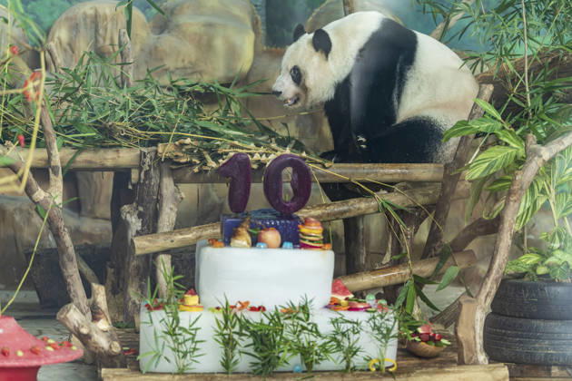 Nanning Zoo Giant Panda Birthday Giant panda Jilan at Nanning Zoo is celebrating its 10th birthday with a special panda birthday banquet on June 27, 2026 in Nanning, Guangxi Zhuang Autonomous Region, China. Nanning Guangxi China  Copyright: xCFOTOx i1782608462450
