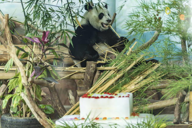 Nanning Zoo Giant Panda Birthday Giant panda Jilan at Nanning Zoo is celebrating its 10th birthday with a special panda birthday banquet on June 27, 2026 in Nanning, Guangxi Zhuang Autonomous Region, China. Nanning Guangxi China  Copyright: xCFOTOx i1782608462632