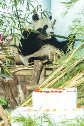 Nanning Zoo Giant Panda Birthday Giant panda Jilan at Nanning Zoo is celebrating its 10th birthday with a special panda birthday banquet on June 27, 2026 in Nanning, Guangxi Zhuang Autonomous Region, China. Nanning Guangxi China  Copyright: xCFOTOx i1782608462803