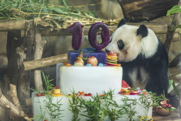 Nanning Zoo Giant Panda Birthday Giant panda Jilan at Nanning Zoo is celebrating its 10th birthday with a special panda birthday banquet on June 27, 2026 in Nanning, Guangxi Zhuang Autonomous Region, China. Nanning Guangxi China  Copyright: xCFOTOx i1782608462966