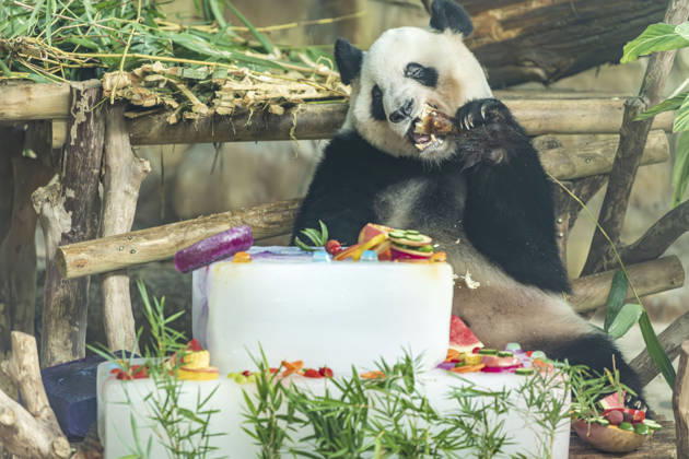 Nanning Zoo Giant Panda Birthday Giant panda Jilan at Nanning Zoo is celebrating its 10th birthday with a special panda birthday banquet on June 27, 2026 in Nanning, Guangxi Zhuang Autonomous Region, China. Nanning Guangxi China  Copyright: xCFOTOx i1782608463148
