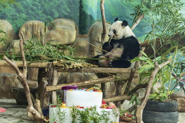 Nanning Zoo Giant Panda Birthday Giant panda Jilan at Nanning Zoo is celebrating its 10th birthday with a special panda birthday banquet on June 27, 2026 in Nanning, Guangxi Zhuang Autonomous Region, China. Nanning Guangxi China  Copyright: xCFOTOx i1782608463332