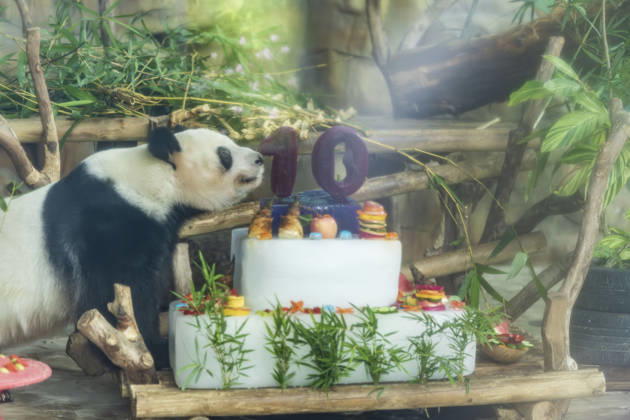 Nanning Zoo Giant Panda Birthday Giant panda Jilan at Nanning Zoo is celebrating its 10th birthday with a special panda birthday banquet on June 27, 2026 in Nanning, Guangxi Zhuang Autonomous Region, China. Nanning Guangxi China  Copyright: xCFOTOx i1782608463534
