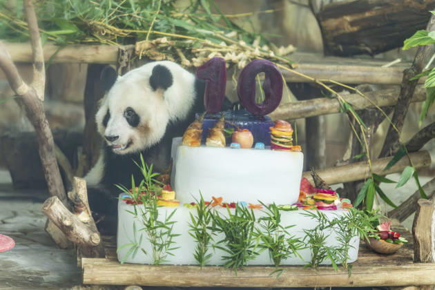 Nanning Zoo Giant Panda Birthday Giant panda Jilan at Nanning Zoo is celebrating its 10th birthday with a special panda birthday banquet on June 27, 2026 in Nanning, Guangxi Zhuang Autonomous Region, China. Nanning Guangxi China  Copyright: xCFOTOx i1782608463693