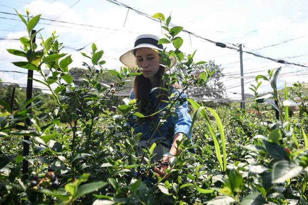 Russia Agriculture Blueberry Harvesting 9197521 29.06.2026 A worker picks blueberries at the Sochi Gardens enterprise in the village of Vardane, Krasnodar region, Russia. Ekaterina Lyzlova Sputnik Sochi Krasnodar region Russia Copyright: xEkaterinaxLyzlovax