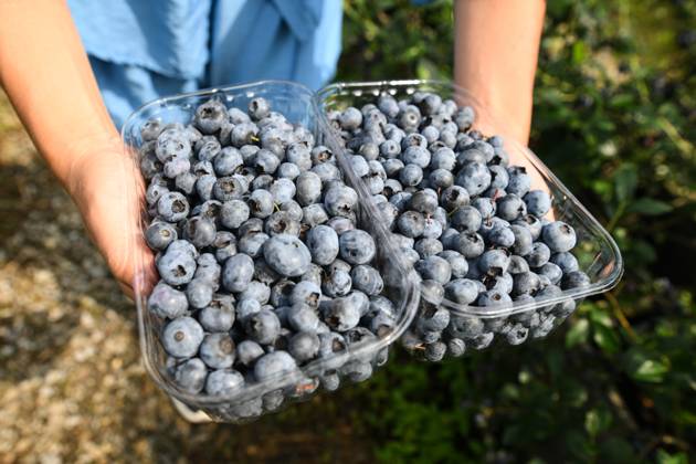 Russia Agriculture Blueberry Harvesting 9197522 29.06.2026 A worker holds containers with picked blueberries at the Sochi Gardens enterprise in the village of Vardane, Krasnodar region, Russia. Ekaterina Lyzlova Sputnik Sochi Krasnodar region Russia Copyright: xEkaterinaxLyzlovax