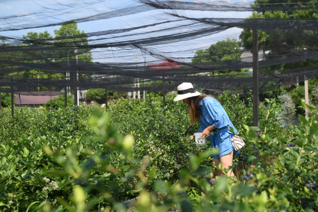 Russia Agriculture Blueberry Harvesting 9197527 29.06.2026 A worker picks blueberries at the Sochi Gardens enterprise in the village of Vardane, Krasnodar region, Russia. Ekaterina Lyzlova Sputnik Sochi Krasnodar region Russia Copyright: xEkaterinaxLyzlovax