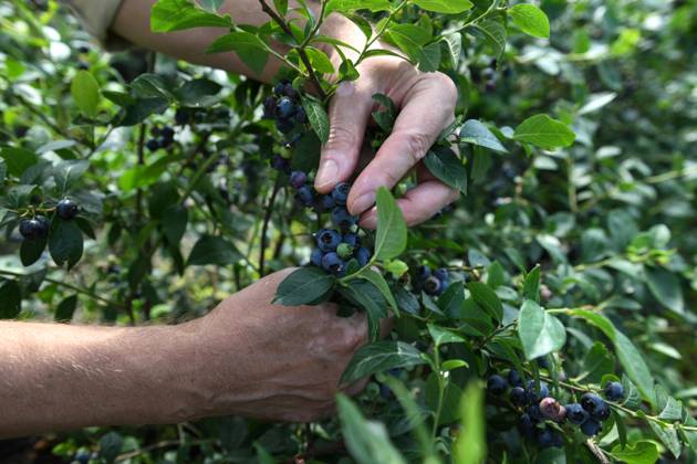 Russia Agriculture Blueberry Harvesting 9197529 29.06.2026 A worker picks blueberries at the Sochi Gardens enterprise in the village of Vardane, Krasnodar region, Russia. Ekaterina Lyzlova Sputnik Sochi Krasnodar region Russia Copyright: xEkaterinaxLyzlovax