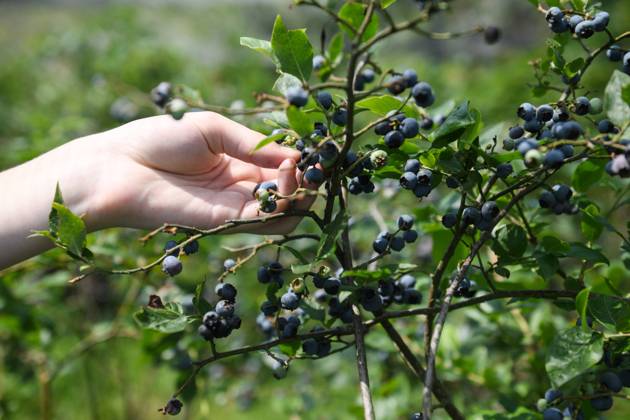 Russia Agriculture Blueberry Harvesting 9197532 29.06.2026 A worker picks blueberries at the Sochi Gardens enterprise in the village of Vardane, Krasnodar region, Russia. Ekaterina Lyzlova Sputnik Sochi Krasnodar region Russia Copyright: xEkaterinaxLyzlovax