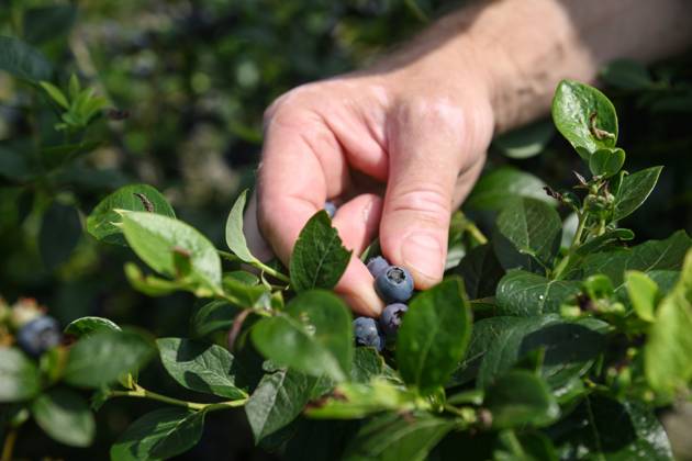 Russia Agriculture Blueberry Harvesting 9197525 29.06.2026 A worker picks blueberries at the Sochi Gardens enterprise in the village of Vardane, Krasnodar region, Russia. Ekaterina Lyzlova Sputnik Sochi Krasnodar region Russia Copyright: xEkaterinaxLyzlovax