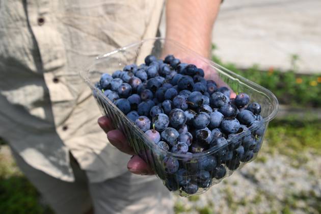 Russia Agriculture Blueberry Harvesting 9197537 29.06.2026 A worker holds a container with picked blueberries at the Sochi Gardens enterprise in the village of Vardane, Krasnodar region, Russia. Ekaterina Lyzlova Sputnik Sochi Krasnodar region Russia Copyright: xEkaterinaxLyzlovax