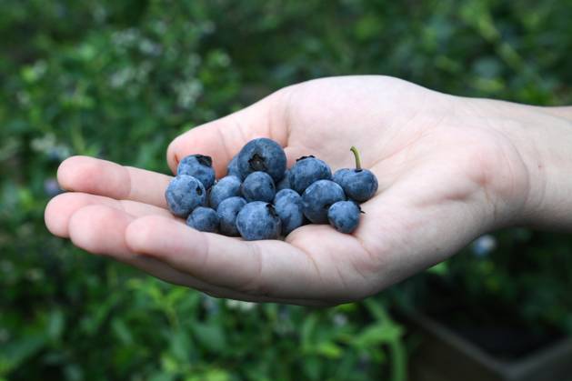 Russia Agriculture Blueberry Harvesting 9197533 29.06.2026 A worker shows blueberries picked at the Sochi Gardens enterprise in the village of Vardane, Krasnodar region, Russia. Ekaterina Lyzlova Sputnik Sochi Krasnodar region Russia Copyright: xEkaterinaxLyzlovax