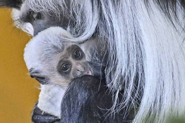 A baby Ruwenzori colobus (Colobus angolensis ruwenzorii) in the Plzen Zoo, Czech Republic, on July 1, 2026. (CTKxPhoto MiroslavxChaloupka) CTKPhotoP2026070105145  CTKPhotoP2026070105145