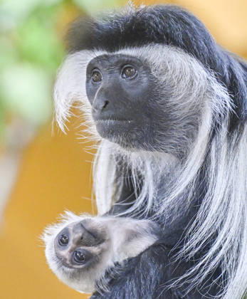 A baby Ruwenzori colobus (Colobus angolensis ruwenzorii) in the Plzen Zoo, Czech Republic, on July 1, 2026. (CTKxPhoto MiroslavxChaloupka) CTKPhotoP2026070105148  CTKPhotoP2026070105148