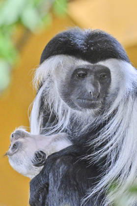 A baby Ruwenzori colobus (Colobus angolensis ruwenzorii) in the Plzen Zoo, Czech Republic, on July 1, 2026. (CTKxPhoto MiroslavxChaloupka) CTKPhotoP2026070105150  CTKPhotoP2026070105150