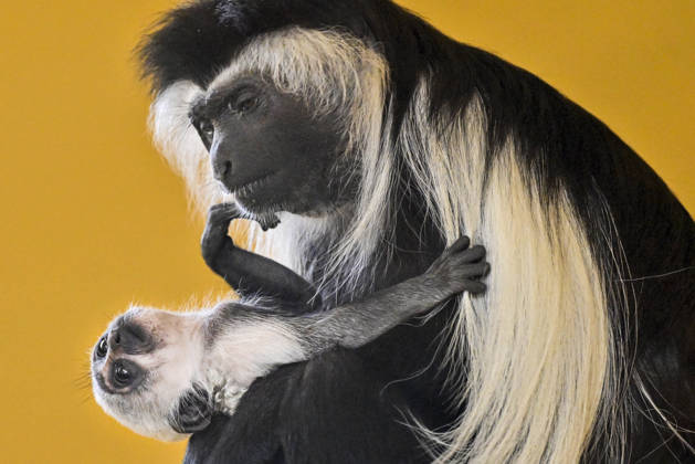 A baby Ruwenzori colobus (Colobus angolensis ruwenzorii) in the Plzen Zoo, Czech Republic, on July 1, 2026. (CTKxPhoto MiroslavxChaloupka) CTKPhotoP2026070105156  CTKPhotoP2026070105156