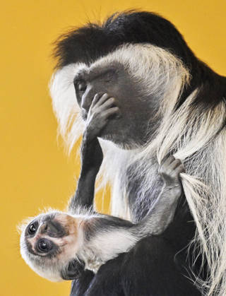 A baby Ruwenzori colobus (Colobus angolensis ruwenzorii) in the Plzen Zoo, Czech Republic, on July 1, 2026. (CTKxPhoto MiroslavxChaloupka) CTKPhotoP2026070105157  CTKPhotoP2026070105157