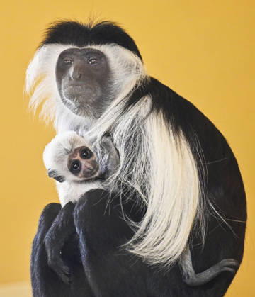 A baby Ruwenzori colobus (Colobus angolensis ruwenzorii) in the Plzen Zoo, Czech Republic, on July 1, 2026. (CTKxPhoto MiroslavxChaloupka) CTKPhotoP2026070105161  CTKPhotoP2026070105161