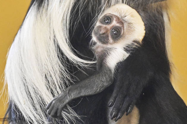 A baby Ruwenzori colobus (Colobus angolensis ruwenzorii) in the Plzen Zoo, Czech Republic, on July 1, 2026. (CTKxPhoto MiroslavxChaloupka) CTKPhotoP2026070105186  CTKPhotoP2026070105186