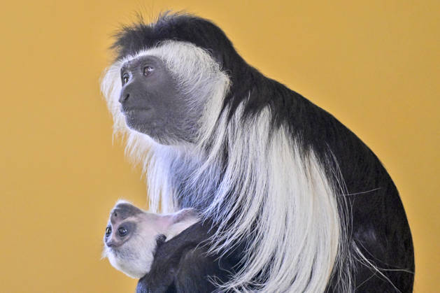A baby Ruwenzori colobus (Colobus angolensis ruwenzorii) in the Plzen Zoo, Czech Republic, on July 1, 2026. (CTKxPhoto MiroslavxChaloupka) CTKPhotoP2026070105188  CTKPhotoP2026070105188