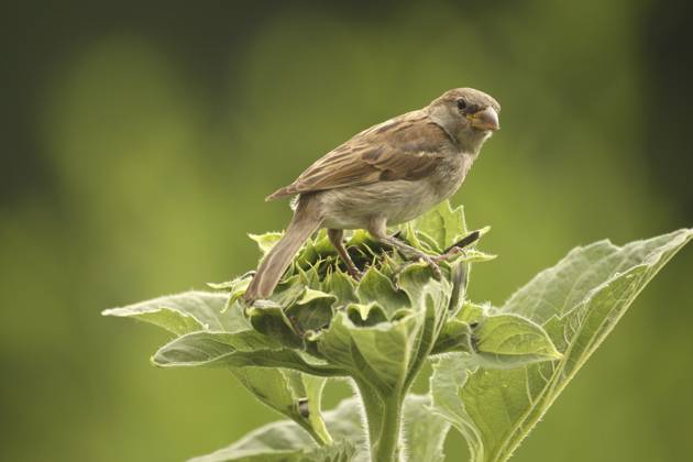 Haussperling (Passer domesticus) flügger Jungvogel auf Sonnenblume im Garten, Allgäu, Bayern, Deutschland House Sparrow (Passer domesticus) – a fledgling perched on a sunflower in the garden, Allgäu, Bavaria, Germany Copyright: imageBROKER DieterxHopf ibxdeh18226545.jpg