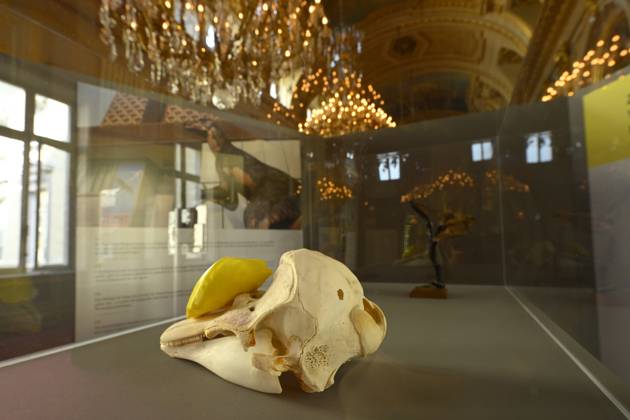 Reopening of the Royal Palace in Brussels Following Renovation BRUSSELS, BELGIUM - JULY 03 : reopening of the Royal Palace in Brussels following renovation pictured after on July 03, 2026 in Brussels, Belgium, 03 07 2026 Brussels Belgium  Copyright: xPhilipxReynaersx