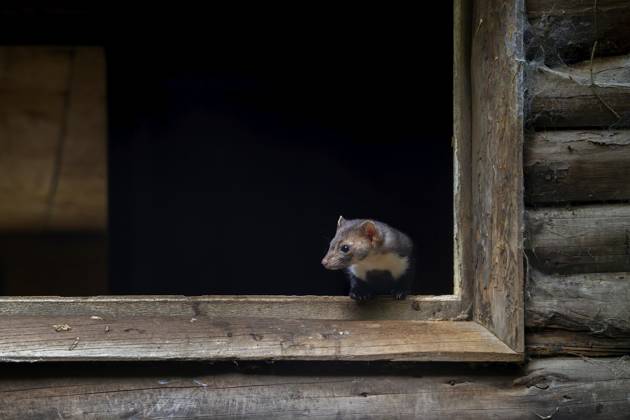 Buchenmarder, Steinmarder (Martes foina), der aus dem Fensterrahmen einer hölzernen Scheune, eines landwirtschaftlichen Gebäudes, hinausschaut Beech marten, stone marten (Martes foina) looking out from window frame of wooden barn, farm building Copyright: imageBROKER alimdix xArterra ibltsm18157977