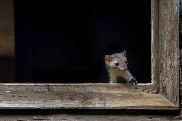 Buchenmarder, Steinmarder (Martes foina), der aus dem Fensterrahmen einer hölzernen Scheune, eines landwirtschaftlichen Gebäudes, hinausschaut Beech marten, stone marten (Martes foina) looking out from window frame of wooden barn, farm building Copyright: imageBROKER alimdix xArterra ibltsm18157978