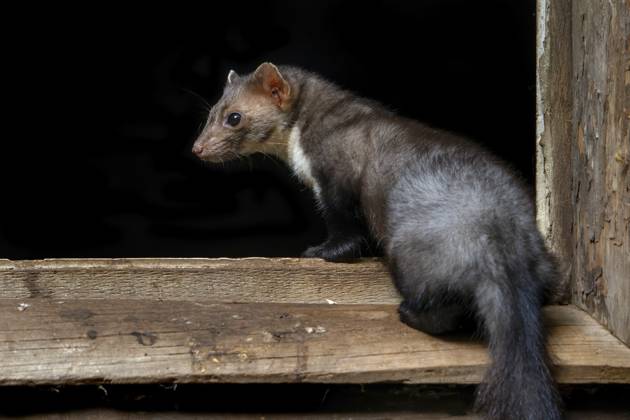 Buchenmarder, Steinmarder (Martes foina) im Fensterrahmen beim Betreten seines Nestes in einer Holzscheune, einem landwirtschaftlichen Gebäude Beech marten, stone marten (Martes foina) in window frame entering its nest in wooden barn, farm building Copyright: imageBROKER alimdix xArterra ibltsm18157980