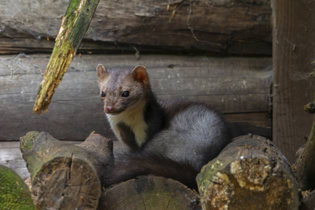 Buchenmarder, Steinmarder (Martes foina), der auf einem Holzstapel neben einer Holzscheune, einem Wirtschaftsgebäude oder einer Blockhütte ruht Beech marten, stone marten (Martes foina) resting on pile of firewood next to wooden barn, farm building, log cabin Copyright: imageBROKER alimdix xArterra ibltsm18157983
