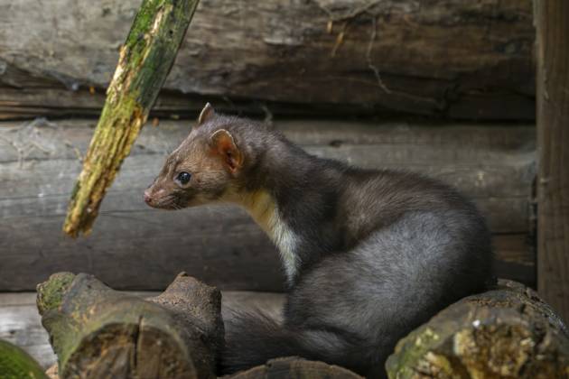 Buchenmarder, Steinmarder (Martes foina), sitzend auf einem Holzstapel neben einer Holzscheune, einem Wirtschaftsgebäude oder einer Blockhütte Beech marten, stone marten (Martes foina) sitting on pile of firewood next to wooden barn, farm building, log cabin Copyright: imageBROKER alimdix xArterra ibltsm18157987