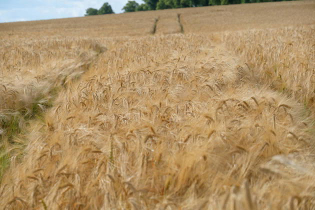 Gruenes Gerstenfeld in Hohnstedt im Landkreis Northeim im Bundesland Niedersachsen. Gerstenfeld in der Getreideernte