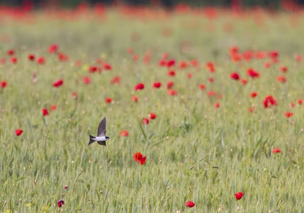 Mehlschwalbe (Delichon urbicum), fliegt während der Mohnblüte über Getreidefeld mit intensiv rot blühendem Mohn im Frühling, Hessen, Deutschland House Martin (Delichon urbicum), flying over a cereal field covered in bright red poppies in spring, during the poppy flowering season, Hesse, Germany Copyright: imageBROKER MartinxGrimm ibllhz18277596.jpg