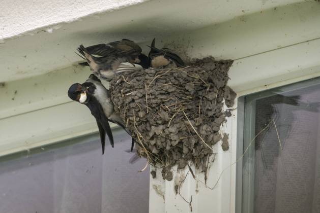 hirundo rustica, house martin, rauchschwalbe, swallow, birds, breed, brut, kotabnahme, nest, passeri, schwalben, schwalbenfreundlich, singvögel, songbirds, vögel Hirundo rustica, house martin, swallow, birds, breed, brood, droppings, nest, passeri, swallows, swallow friendly, songbirds, birds Copyright: imageBROKER FrankxLeo ibxfkl18289325.jpg