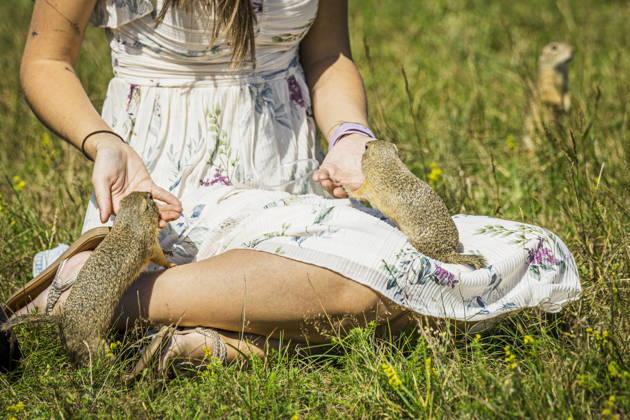 The Radouc Site of European Importance in Mlada Boleslav, pictured on July 9, 2026, is home to a colony of the critically endangered European Ground Squirrel, Spermophilus citellus, estimated at 350 individuals; it is one of 40 locations in the Czech Republic where the European ground squirrel still occurs. It differs from other known sites in the Czech Republic primarily in that it is immediately adjacent to an urban housing development. Frequent contact with people causes the ground squirrels to alter their natural behavior, losing their shyness and instinct for self-preservation. (CTKxPhoto RadekxPetrasek) CTKPhotoP2026070904299  CTKPhotoP2026070904299