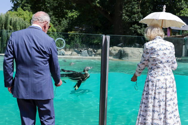July 9, 2026, London, London, UK: London, UK. King Charles III and Queen Camilla take part in laser training exercises with Humboldt penguins at Penguin Beach during their visit to London Zoo to mark the 200th anniversary of the Zoological Society of London. London UK - ZUMAl94_ 20260709_zaf_l94_012 Copyright: xDinendraxHariax