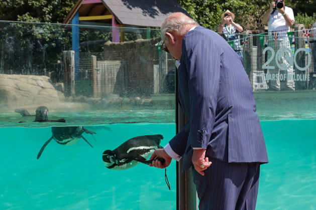 July 9, 2026, London, London, UK: London, UK. King Charles III holding a laser pointer to attract Humboldt penguins at Penguin Beach during a visit to London Zoo marking the 200th anniversary of the Zoological Society of London. London UK - ZUMAl94_ 20260709_zaf_l94_018 Copyright: xDinendraxHariax