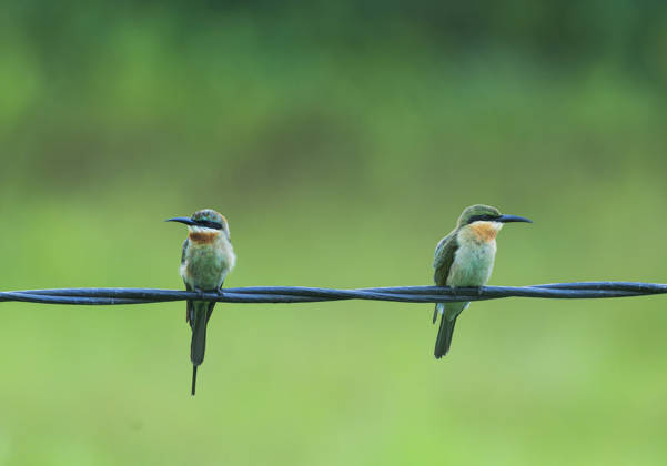 Green Bee-eaters perch on overhead wire in Assam s Bokakhat Golaghat Assam , Jul 09 (ANI): Green Bee-eaters perch on an overhead wire against a soft green backdrop, at Bokakhat, in Golaghat on Thursday. Golaghat Assam India Copyright: xANIx ANI_20260709071