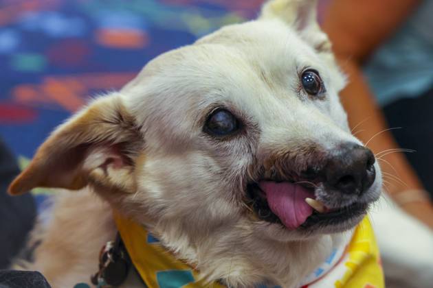 Entertainment Bilder des Tages July 10, 2026, Oldsmar, Florida, USA: Labrador retriever mix Farrah participates in the Puppy PALS reading program Friday, July 10, 2026, at the Oldsmar Public Library in Oldsmar. Oldsmar USA - ZUMAs70_ 20260710_zan_s70_009 Copyright: xDouglasxR.xCliffordx