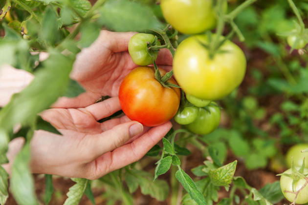 Konzept für Gartenbau und Landwirtschaft. Landarbeiterin, die frische, reife Bio-Tomaten von Hand pflückt. Gewächshausanbau. Gemüseanbau. Tomatenanbau im Gewächshaus. Gardening and agriculture concept. Woman farm worker hand picking fresh ripe organic tomatoes. Greenhouse produce. Vegetable food production. Tomato growing in greenhouse (License=RF) Copyright: xZoonar.com IuliiaxZavalishinax 25274924
