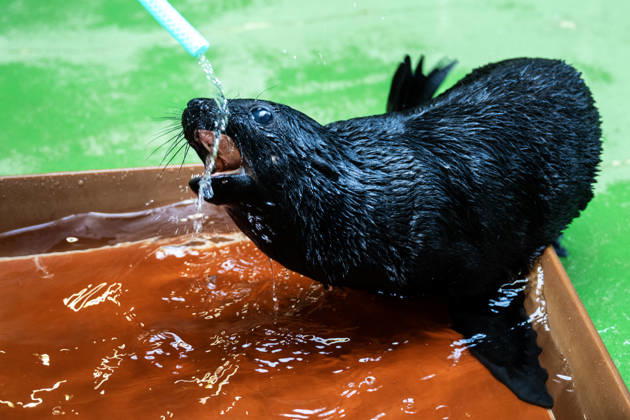 Entertainment Bilder des Tages News Bilder des Tages A Cape fur seal (Arctocephalus pusillus) cub at the Prague Zoo, during its first attempts at swimming in a pool, in Prague, Czech Republic, on July 13, 2026. (CTKxPhoto MichaelaxRihova) CTKPhotoP2026071302660  CTKPhotoP2026071302660