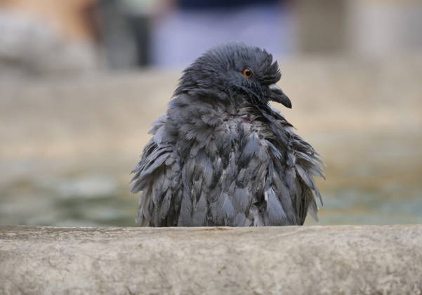 Entertainment Bilder des Tages News Bilder des Tages IPA86651623 - Record-breaking temperatures in Italy; pigeons cool off and quench their thirst at the Contarini Fountain in Upper Bergamo  Copyright: xLucaxPontix xLucaxPonti xIpaxagencyx 86651623