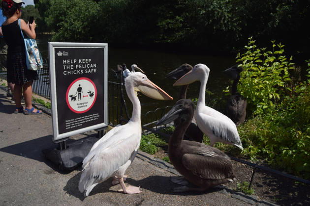 July 14, 2026, London, England, United Kingdom: Resident pelicans and their chicks stand next to a sign asking people to help keep the chicks safe in St James s Park. Six great white pelicans live in the park and this is the first time that they have successfully had babies. Four young pelicans hatched several weeks ago and have already grown to adult size, and they are now venturing outside the secluded nesting area. London United Kingdom  - ZUMAv130 20260714_zip_v130_049 Copyright: xVukxValcicx