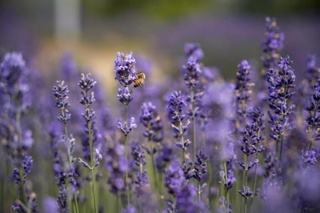 Kashmir s Lavender Fields Flourish as Agri-Tourism Destination in India - 14 Jul 2026 Blooming lavender fields at Sirhama village in South Kashmir s Anantnag district have emerged as one of the Valley s newest agri-tourism attractions. Developed under the CSIR-IIIM Aroma Mission, the fields draw visitors during the summer flowering season while supporting the cultivation of lavender for essential oil production, generating new livelihood opportunities for local farmers. Bijhbehara India Copyright: xIdreesxAbbasx xSOPAxImagesx IdreesAbbas_14July2026__23