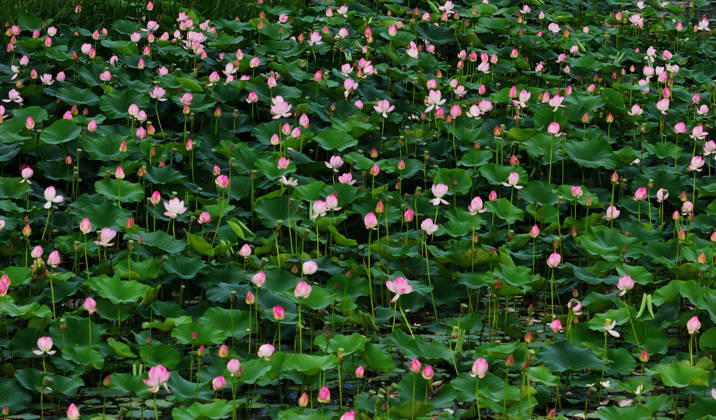 HARBIN, CHINA - JULY 14: Lotus flowers bloom in a pond near the Harbin Grand Theatre on July 14, 2026 in Harbin, Heilongjiang Province of China. Citizens visit the site to view the blooming flowers.  Copyright: xVCGx 111654417200